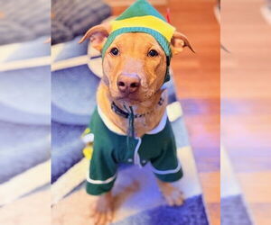 Labrador Retriever-Unknown Mix Dogs for adoption in Genesee, WI, USA