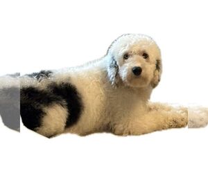 Poodle (Miniature)-Unknown Mix Dogs for adoption in Crystal, MN, USA