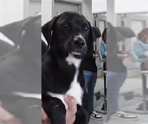 Labrador Retriever-Unknown Mix Dogs for adoption in Pasadena, TX, USA