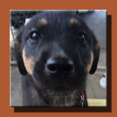 Sheprador Dogs for adoption in Wakefield, RI, USA