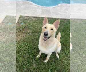 - Mix Dogs for adoption in Hoffman Estates, IL, USA