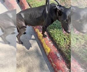 Labrador Retriever Dogs for adoption in Houston, TX, USA