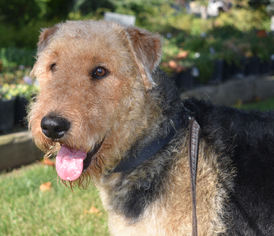 Airedale Terrier Dogs for adoption in Prosser, WA, USA