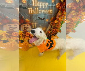 Mutt Dogs for adoption in Bryant, AR, USA