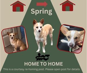 Chihuahua-Unknown Mix Dogs for adoption in Lindsay, CA, USA