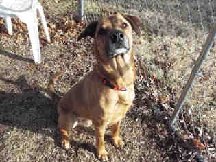 Small Rhodesian Ridgeback Mix