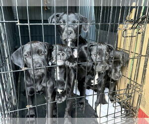 Labrador Retriever-Unknown Mix Dogs for adoption in Lee's Summit, MO, USA