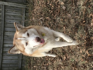Medium Photo #1 Siberian Husky Puppy For Sale in Raleigh, NC, USA