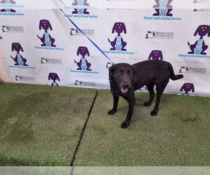 Labrador Retriever-Unknown Mix Dogs for adoption in Orlando, FL, USA