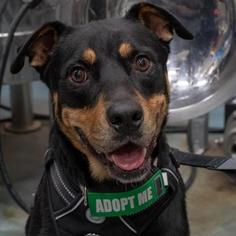 Rottweiler Dogs for adoption in Dallas, TX, USA