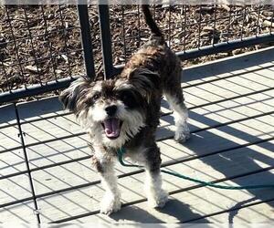 Cairn Terrier-Miniature Schnauzer Mix Dogs for adoption in Orange, CA, USA