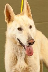 German Shepherd Dog Dogs for adoption in Johnson City, TN, USA