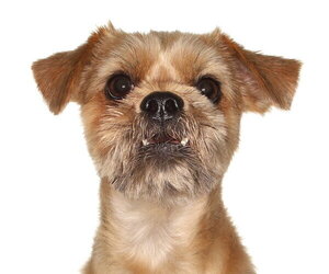 Shih Tzu-Unknown Mix Dogs for adoption in Oakland Park, FL, USA