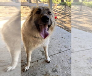 Anatolian Shepherd Dogs for adoption in South Lake Tahoe, CA, USA