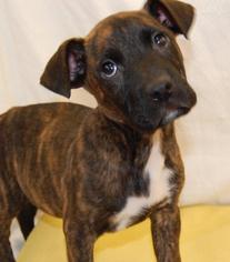 Boxador Dogs for adoption in Richmond, IN, USA