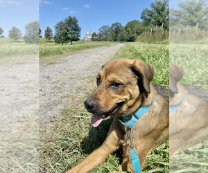 German Shepherd Dog-Unknown Mix Dogs for adoption in Brewster, NY, USA