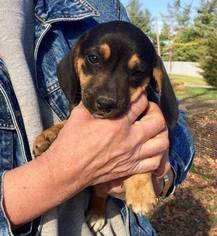 Doxle Dogs for adoption in Northville, MI, USA