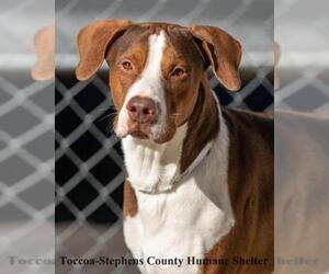 Black and Tan Coonhound-Labrador Retriever-Retriever  Mix Dogs for adoption in Toccoa, GA, USA