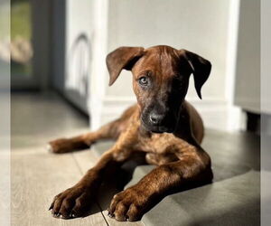 Boxer-Unknown Mix Dogs for adoption in San Juan Capistrano, CA, USA