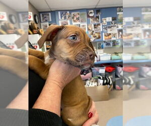 American Pit Bull Terrier Dogs for adoption in Burbank, CA, USA