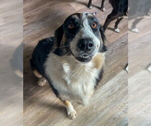 Australian Shepherd-Unknown Mix Dogs for adoption in Winter Park, CO, USA