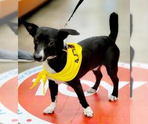 Dachshund-Jack Russell Terrier Mix Dogs for adoption in Marrero, LA, USA