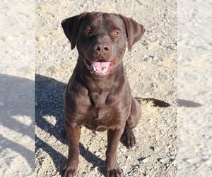 Labrador Retriever Dogs for adoption in Fallon, NV, USA