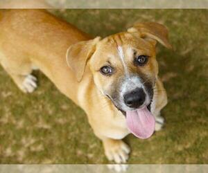 Basset Hound-Unknown Mix Dogs for adoption in Tallahassee, FL, USA