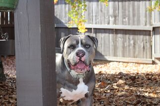 American Bulldog Dogs for adoption in Boise, ID, USA