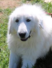 Great Pyrenees Dogs for adoption in Lytle, TX, USA