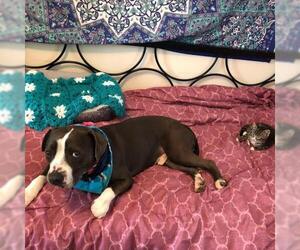 American Staffordshire Terrier Dogs for adoption in Oakhurst, NJ, USA