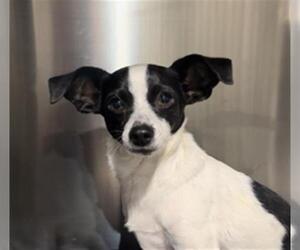 Chihuahua-Unknown Mix Dogs for adoption in Bakersfield, CA, USA