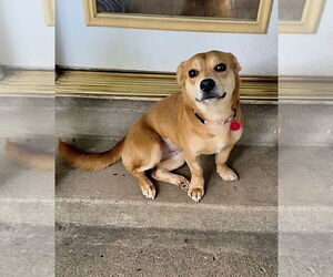 Mutt Dogs for adoption in Springdale, PA, USA