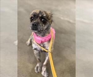 Chihuahua-Unknown Mix Dogs for adoption in Forestville, MD, USA