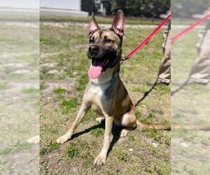 Akita-Unknown Mix Dogs for adoption in Naples, FL, USA
