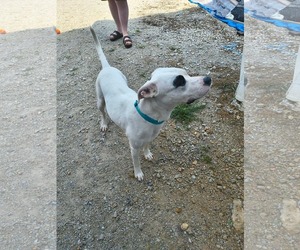 American Pit Bull Terrier-Argentinian Mastiff Mix Dogs for adoption in Stover, MO, USA