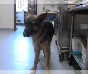 German Shepherd Dog Dogs for adoption in Fayetteville, NC, USA