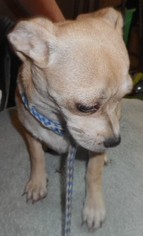 Chug Dogs for adoption in Yucaipa, CA, USA