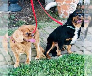 Cavalier King Charles Spaniel Dogs for adoption in Atlanta, GA, USA