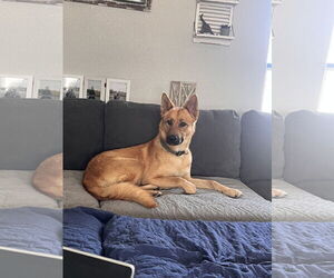 German Shepherd Dog-Unknown Mix Dogs for adoption in Polson, MT, USA