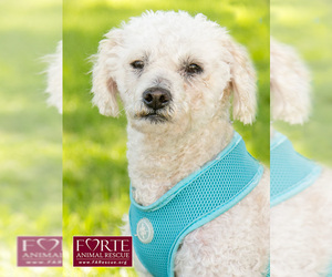 Poodle (Miniature) Dogs for adoption in Marina del Rey, CA, USA