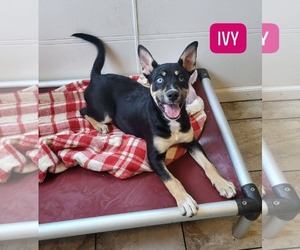 Huskies -Unknown Mix Dogs for adoption in Iroquois, IL, USA