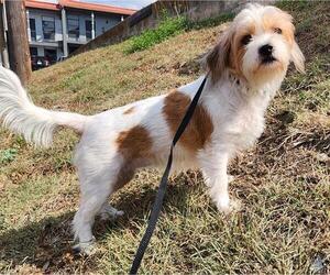 Mutt Dogs for adoption in San Antonio, TX, USA