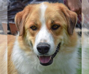 Australian Shepherd-Great Pyrenees Mix Dogs for adoption in Huntley, IL, USA