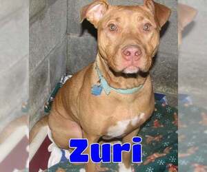 American Pit Bull Terrier Dogs for adoption in Lawrenceburg, KY, USA