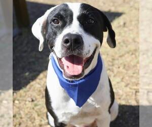 American Staffordshire Terrier-Unknown Mix Dogs for adoption in San Antonio, TX, USA