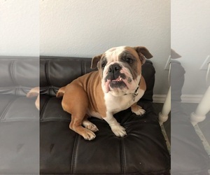 Medium Photo #1 Bulldog Puppy For Sale in Tempe, AZ, USA