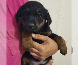 Gordon Setter Dogs for adoption in Von Ormy, TX, USA