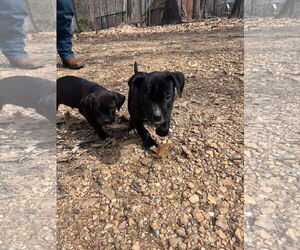 American Pit Bull Terrier Dogs for adoption in Alexandria, VA, USA