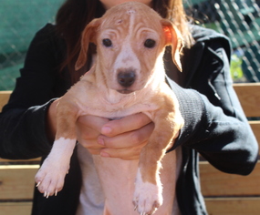 Chiweenie Dogs for adoption in Alpharetta, GA, USA